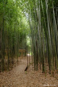 Forêt de bambous