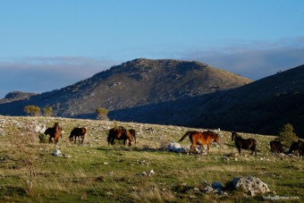 Au beau matin juste en levant mon bivouac, j'ai eu le bonheur d'apercevoir ses chevaux sauvages.