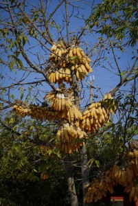 Arbre à maïs