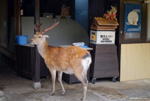 Les daims de Nara