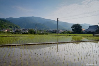 La culture du riz, paysage typique de saison