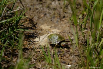 Tortue rescapée de la route