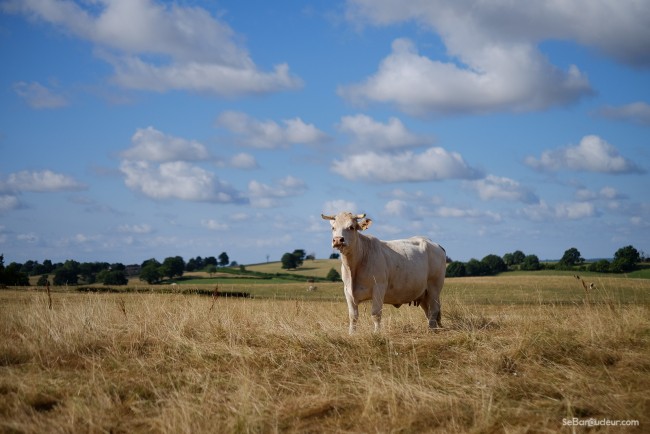 La campagne bourguignonne