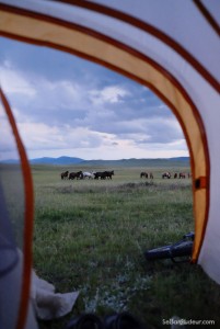 Camping avec chevaux