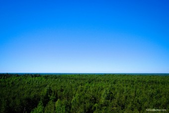 De la forêt à perte de vue